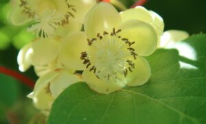 la fleur du kiwi