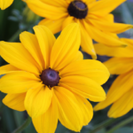 rudbeckia