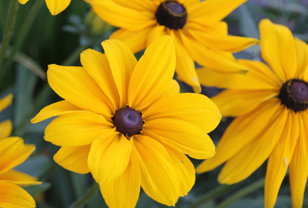 rudbeckia