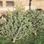 Image de deux sapins à recycler - recyclage de sapin noël