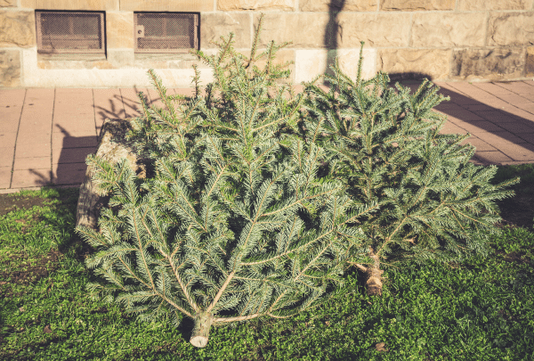 Image de deux sapins à recycler - recyclage de sapin noël