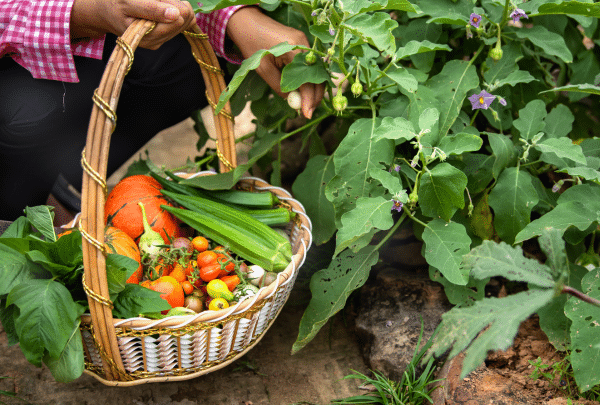 que faire au jardin en Octobre