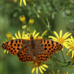 biodiversité jardin