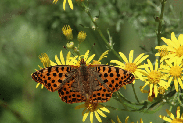 biodiversité jardin