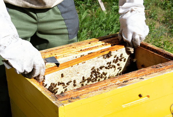 colonie d'abeilles