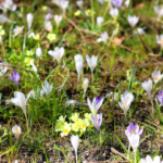 Entretenir son jardin en Mars