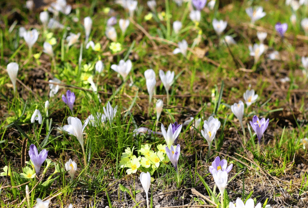 Entretenir son jardin en Mars